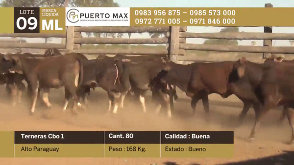 Lote Terneras hasta 170 kg