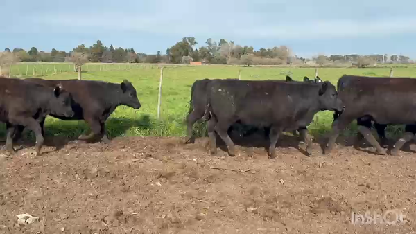 Lote 22 Vaquillonas