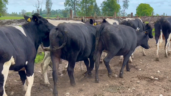 Lote 10 Vaquilla Gorda en Río Bueno,  XIV Región Los Ríos