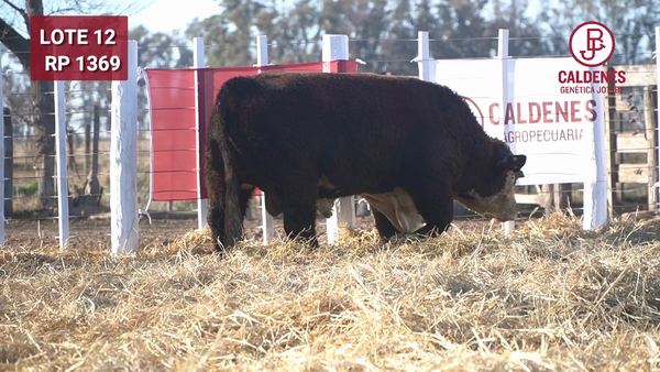 Lote Toro PR