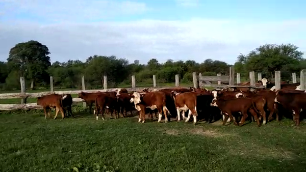 Lote 130 Terneros/as en Charadai, Chaco
