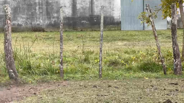 Lote 24 Novillos en Corrientes, Perugorría