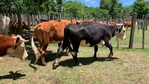 Lote 5 Vacas de Invernada en Melo, Cerro Largo