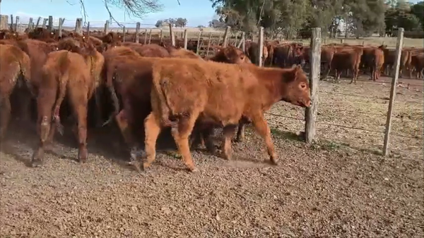 Lote 110 Terneros en Buenos Aires, Carhue