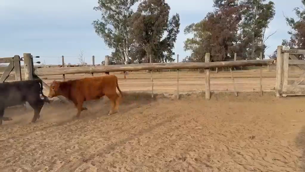 Lote 110 Terneros en Viamonte, Córdoba