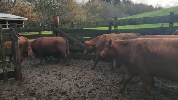 Lote 25 Novillo Engorda en Los Lagos, XIV Región Los Ríos