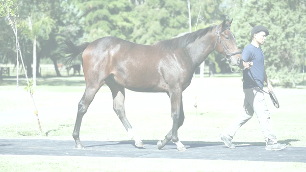 Lote PNEUS RULER (PNEUMATIC -  AMAIKE por  Roman Ruler)