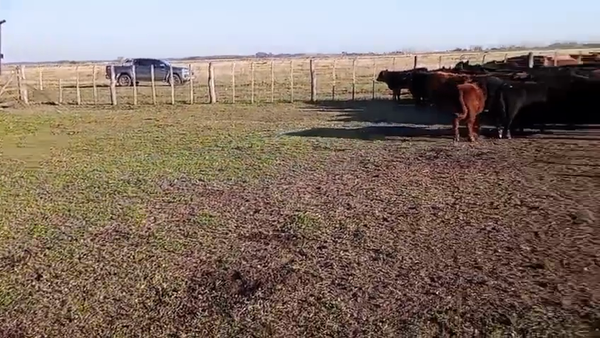 100 Terneros en 25 de Mayo, Buenos Aires