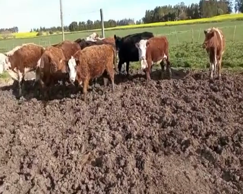 Lote (Vendido)13 Vacas de Invernada Hereford y Cruza 320kg -  en Colonia Italia