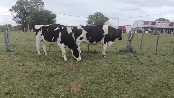 Lote Vacas secas Holando