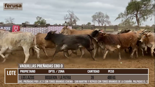Lote LOTE 33 - 39 VAQUILLAS PREÑADAS CBO 0