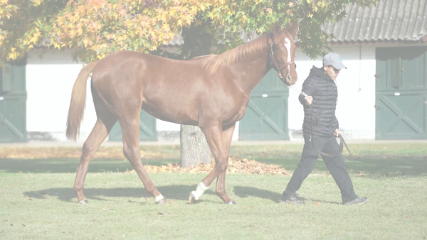 Lote DENVER FILLY (MADE YOU LOOK -  DENVER CITY)