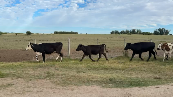Lote TERNERAS