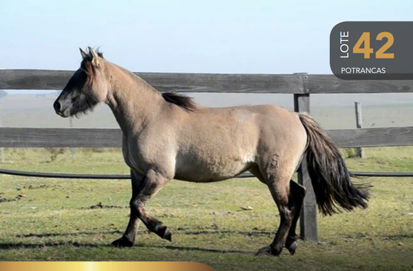Lote Aquerenciada Tapada