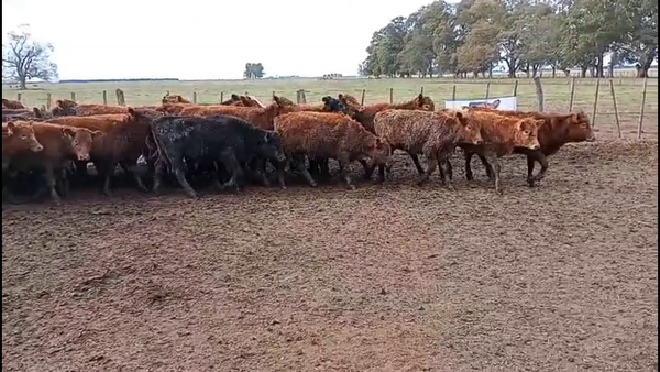 Lote 70 Terneras