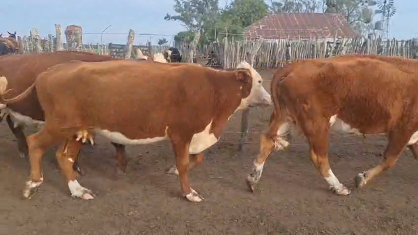 Lote 28 Vacas de invernar