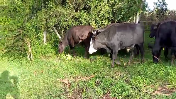 Lote 23 Novillitos y vaquillonas