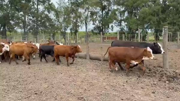 Lote 70 Vaquillonas en Santa Fe, Margarita