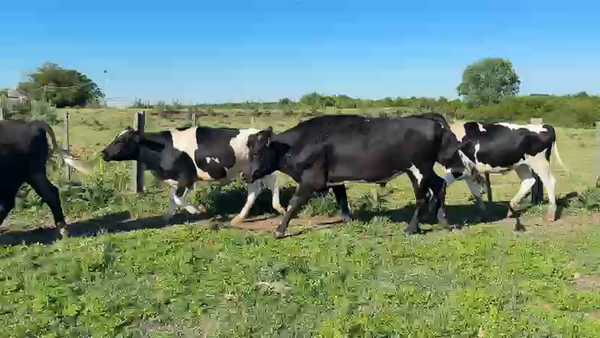 Lote NOVILLOS 1 a 2 AÑOS