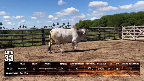 Lote Brahman