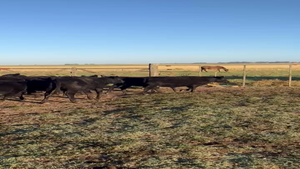 Lote 50 Terneras en Chillar