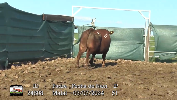 Lote 3 Toros, Durazno