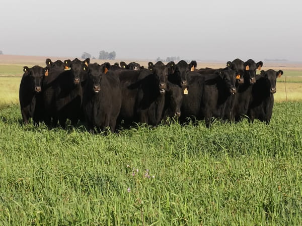 Lote VAQ. ANGUS NEGRAS BASE C/GTÍA DE PREÑEZ