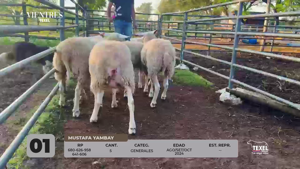 Lote LOTE 1
