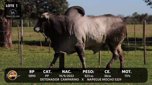 Lote LOTE 1