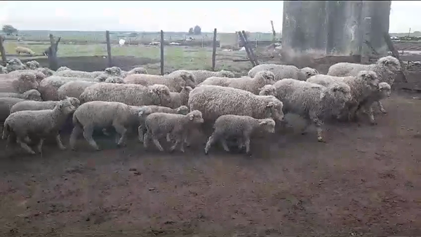 Lote (Vendido)50 Piezas de cría IDEAL en NUEVA PALMIRA