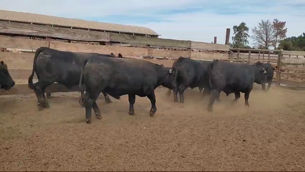Lote 20 Novillo Gordo en Los Ángeles, VIII Región Biobío