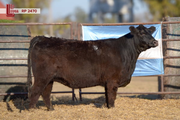 Lote VAQUILLONAS ANGUS  PP