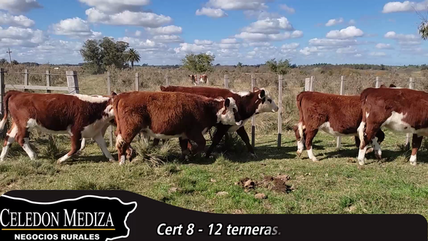 Lote 12 Terneras en Santa Rosa, Canelones