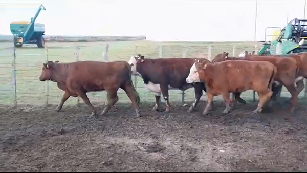 Lote VAQUILLONAS GORDAS