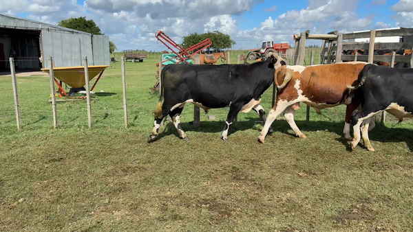 Lote NOVILLOS 1 a 2 AÑOS