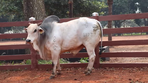 Lote LOTE 42