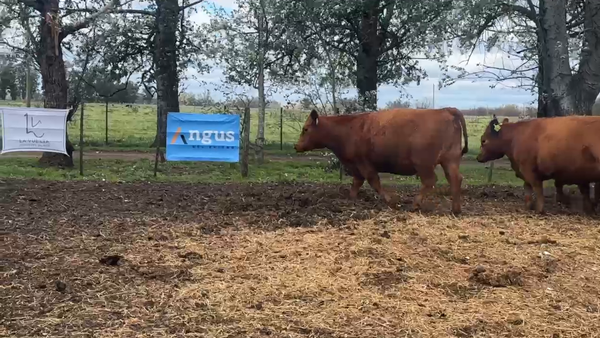 Lote 7 Vaquillonas PC preñadas
