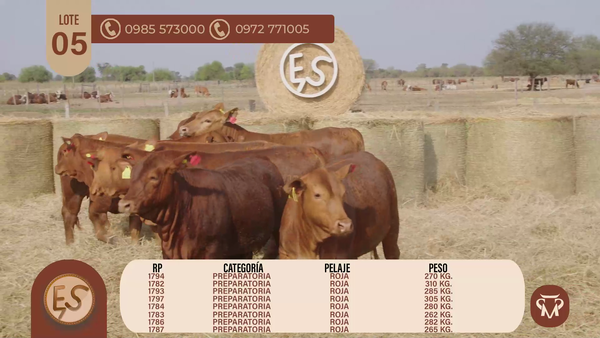 Lote TERNERAS BRANGUS CBO 5