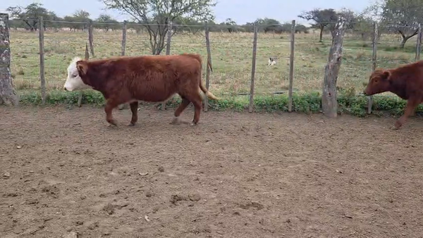 Lote 110 Terneras