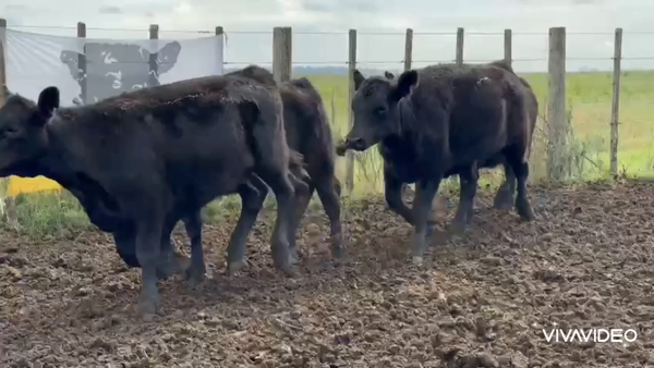 Lote 88 Terneras