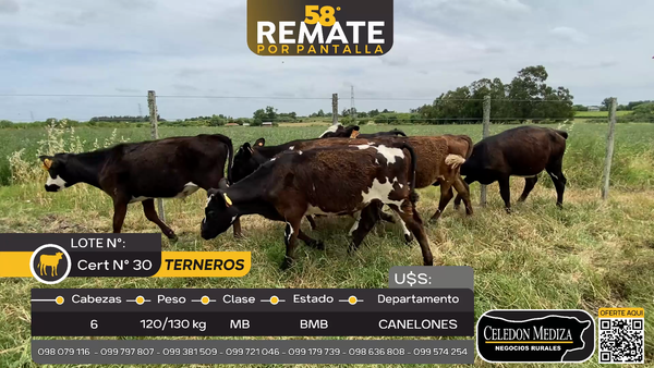 Lote 6 Terneros y Terneras en Los Cerrillos, Canelones