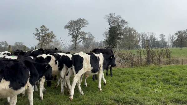 Lote 70 Ternero en Río Bueno, XIV Región Los Ríos