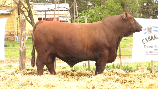 Lote MACHOS ANGUS PUROS DE PEDIGREE