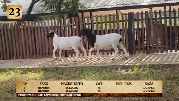 Lote LOTE 23