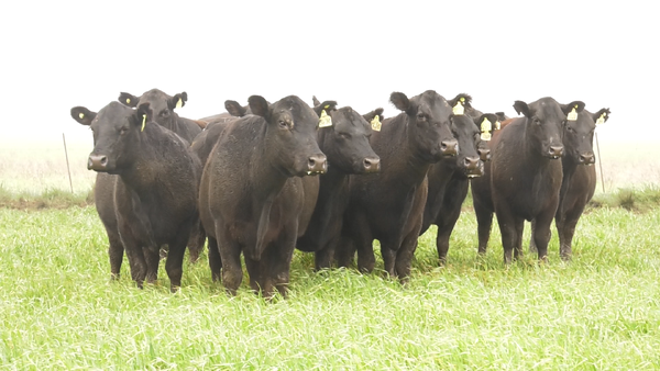 Lote VACAS  ANGUS NEGRAS P. CONTROLADAS C/ GTIA DE PREÑEZ