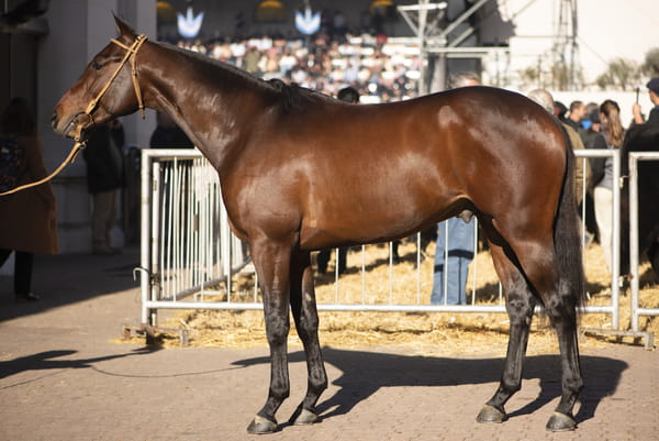 Lote TAITA ELEMENTAL - T/E (MACHITOS CALIFITA - CLON 1 - TAITA FACIL)