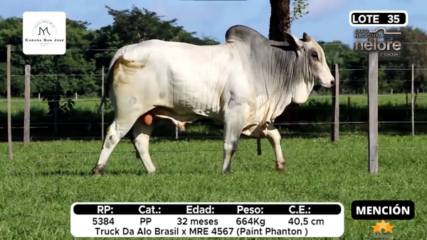 Lote Nacional Nelore Campo - Lote 35