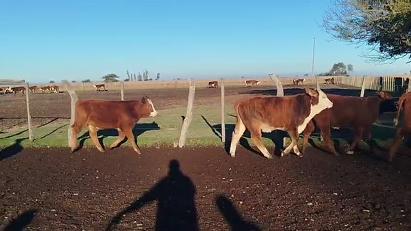 Lote 110 Terneros