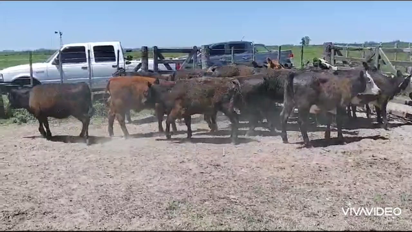 Lote 25 Terneras en Brandsen, Buenos Aires