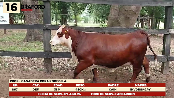 Lote LOTE 16